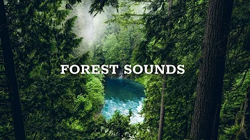 Forest Sounds - Relaxing Sound Of The Rainforest, The Chirping Birds (24 Hours)