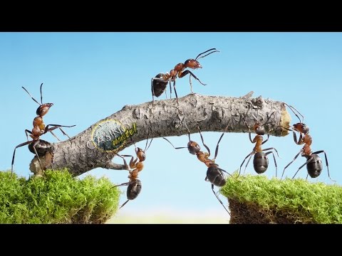 Как развить трудолюбие?