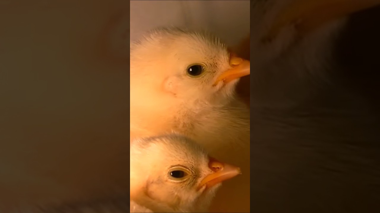 Como criar pollitos en casa con éxito.