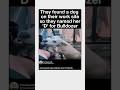 They found a dog on their work site so they named her 'D' for Bulldozer