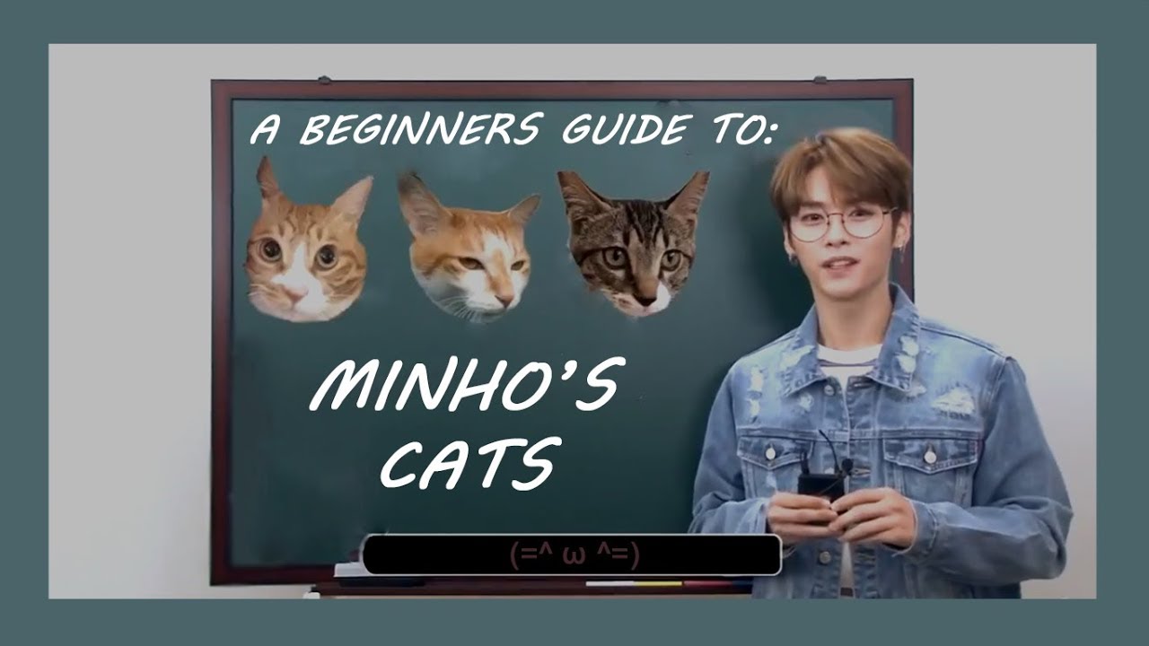 a beginner's guide to lee know's cats - YouTube