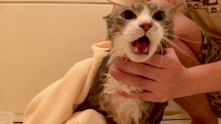 猫っ風呂 2018・秋 〜 怒りのシャンプー 〜  Cat Shampoo