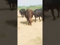 Top banni buffalos  bannibullbannibuffalo bannibullfight bannibhes short.