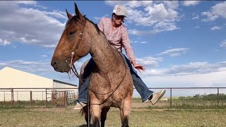 Equine Shoulder Control / Training First Steps