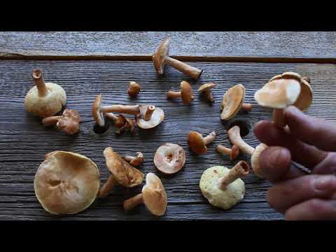 Video: Mushroom boletus: yees duab, hom thiab piav qhia