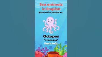 Học từ vựng về Động vật biển bằng Tiếng Anh