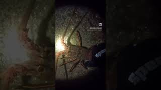 California Spiny Lobster Diving