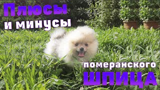 картинка: Плюсы и минусы померанского шпица | что нужно знать и ожидать