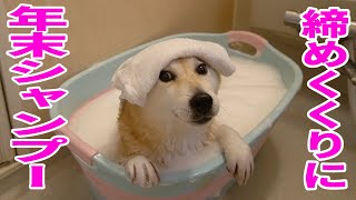 柴犬小春　ENG sub 柴犬がこんなに穏やかだと思って、飼ったら痛い目にあう笑湯船に手をかけ泡まみれ年末シャンプー2019　Koharu's Endofyear Bath!