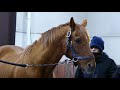 「お手入れ中」2020.1.25グラスワンダー #１