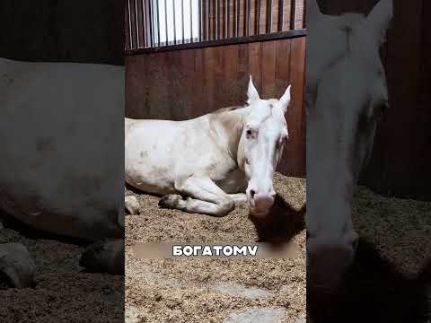 Самая дорогая ЧИСТОКРОВНАЯ лошадь в мире😍🔥🐎