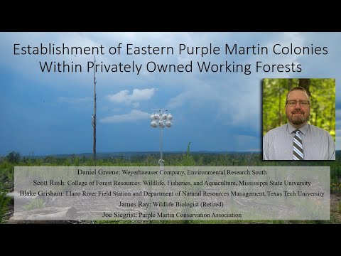 Video: Violetinis juodasis princas: aprašymas su nuotrauka, veisimas, auginimas ir priežiūra