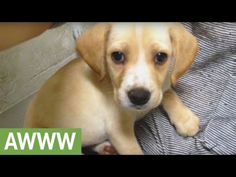 Puppy reunion with siblings four years after adoption