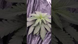 King's Juice(Day 18) Pine Auto(Day 40) #buildasoil #livingsoil #homegrown #nodispensaries