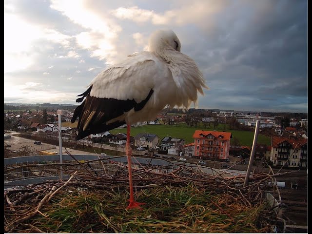 LIVE Storchennest Freilassing