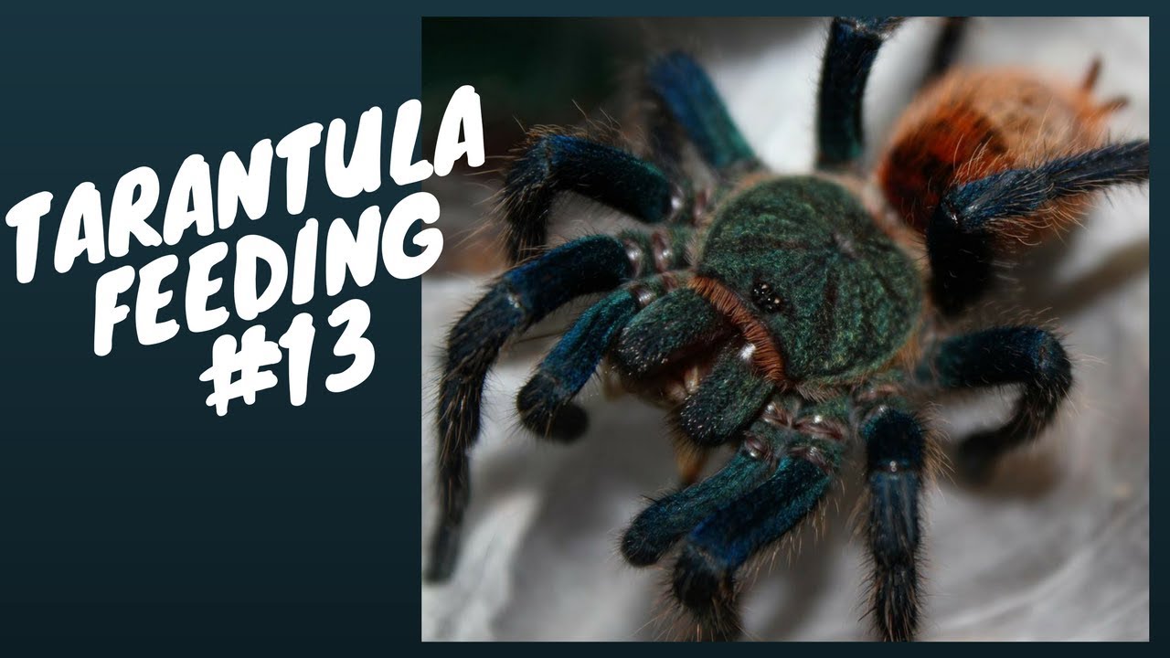 Tarantula Feeding #13 - Biggest one yet!