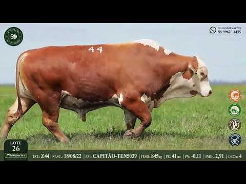 LOTE 26  Z44