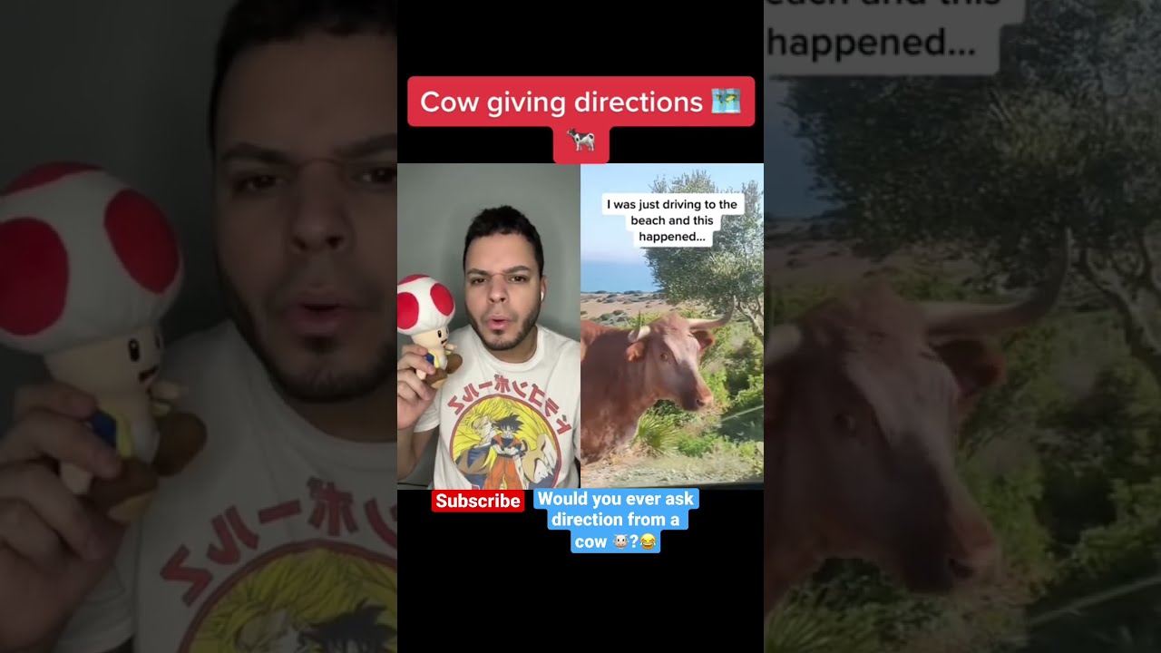 This Cow Showing Directions Shorts