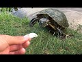 I Feed The Turtles!