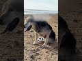 A Dog's Final Wish 🐶🤍 #DogLove #HeartwarmingPets