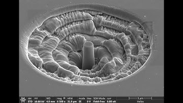 Titanium Alloy Micro-pillar sample prepared by Focused Ion Beam (FIB) Milling