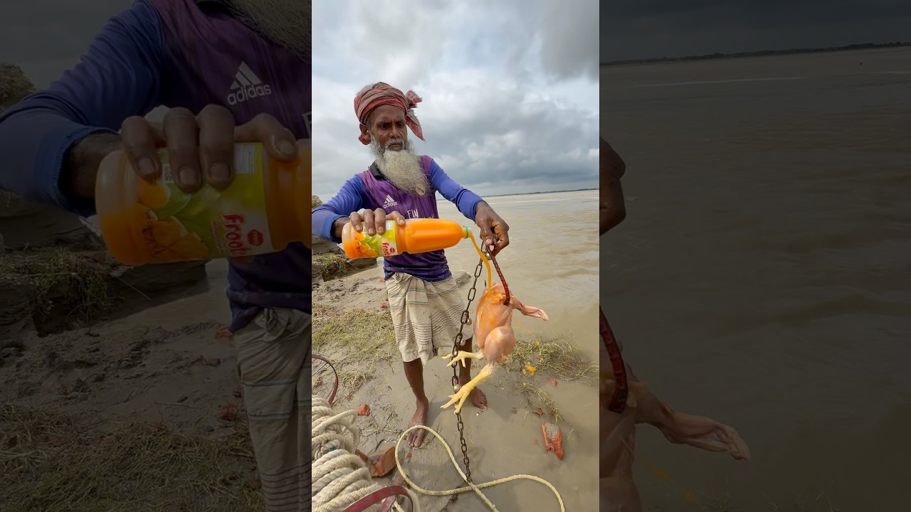 Rural fishing method with chicken bait for carp fish 63 