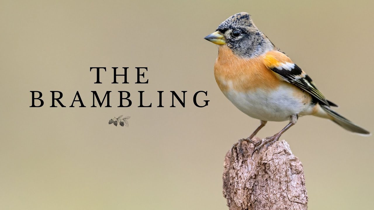 The Brambling