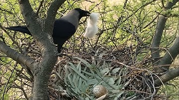 Crow took away the eagle