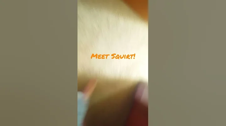 Untitled video