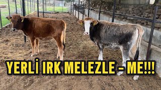 Yerli̇ Irktan Para Kazanmak İsti̇yorsan Bunu Yap.