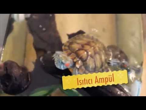 Video: Su Kaplumbağaları Nasıl Beslenir