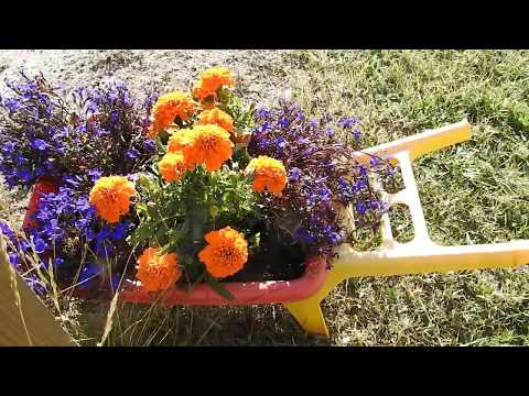 НЕПРИХОТЛИВЫЙ ЦВЕТНИК ВДОЛЬ ДОМА,ДЛИННАЯ КЛУМБА, МНОГОЛЕТНИКИ