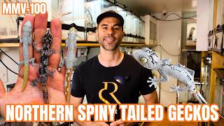 Checking Out These INSANE Northern Spiny Tailed Geckos