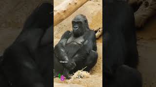 Facts About The Western Lowland Gorilla