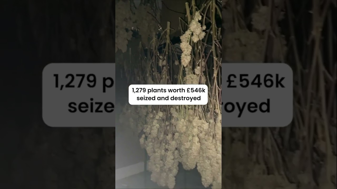 Cannabis plants worth £546K and 13 arrested