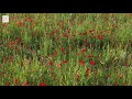 Beauty Poppy Flower Field in Tuscany