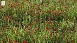 Beauty Poppy Flower Field in Tuscany