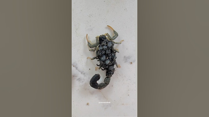 scorpion babies eat mother scorpion | scorpions facts #scorpion #shorts