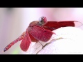 Red Grasshawk Dragonfly (Neurothemis fluctuans)