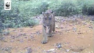 Tiger cubs sniff WWF camera trap
