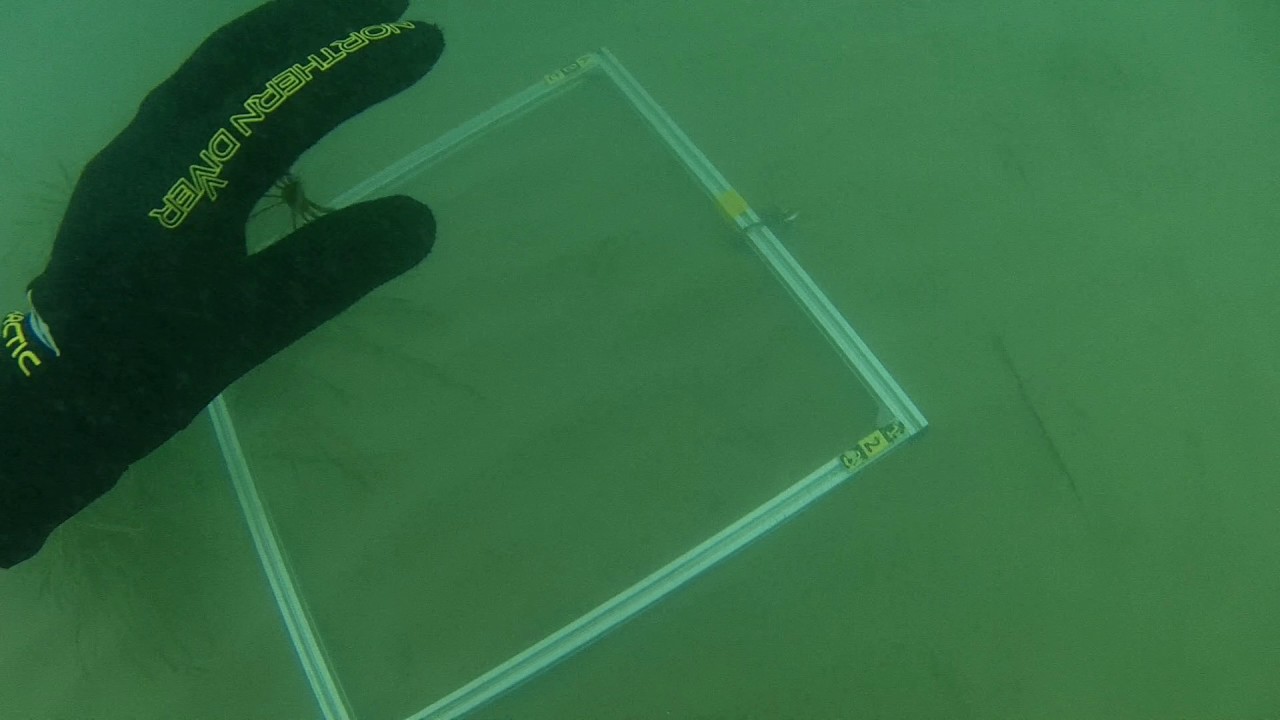 Macropodia Weymouth Bay 29 7 17