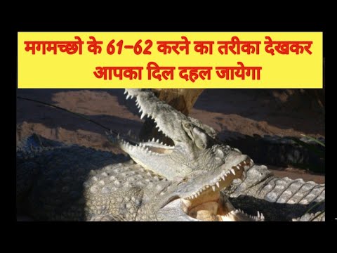 मगरमच्छ पानी के अंदर घपाघप कैसे करते हैं How do crocodile 61-62 in hindi? B.W.G Ep - 47 TechMeetDC