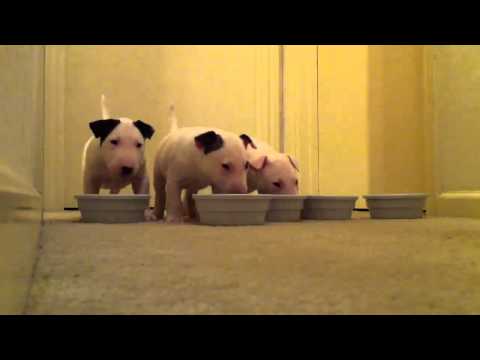 English bull terrier pups 6 weeks old