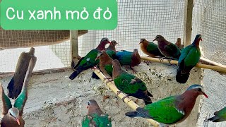 Bán chim cu xanh mỏ đỏ giá rẻ 0982128836