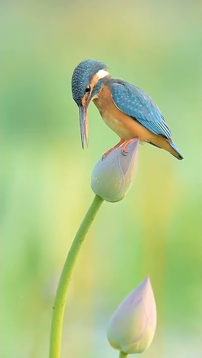common kingfisher with lots #kingfisher #birds #bird #birdwatching