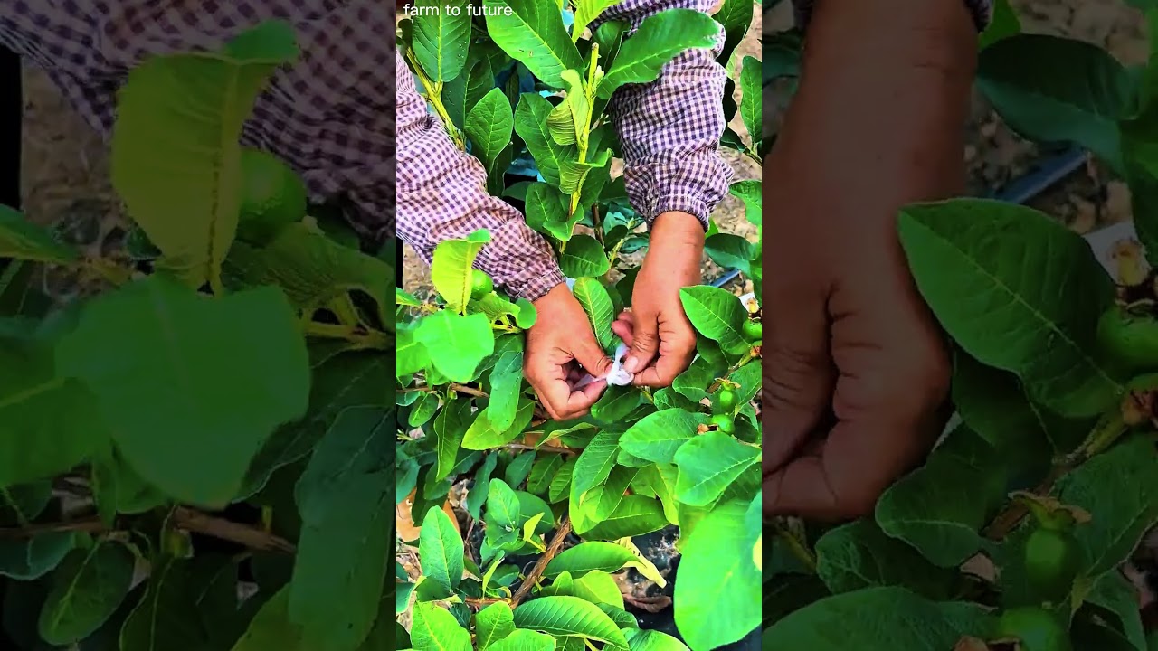 Protecting Guava Fruits with Cover Bags for Better Quality