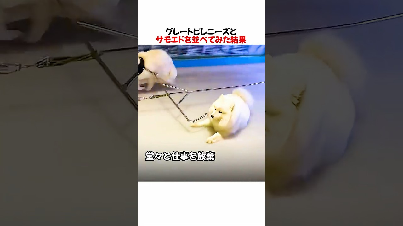 サモエドとグレートピレニーズを並べてみた結果ｗｗｗｗｗ