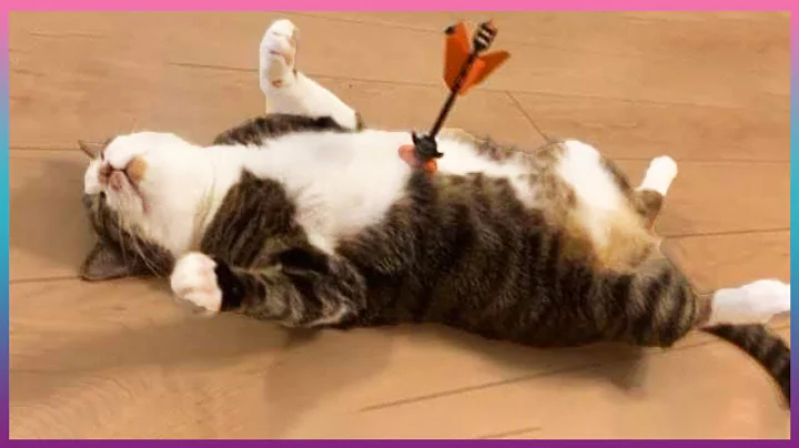 Приколы С Животными / Попробуй Не Засмеяться! / Funny Animals / САМЫЕ СМЕШНЫЕ ЖИВОТНЫЕ #6