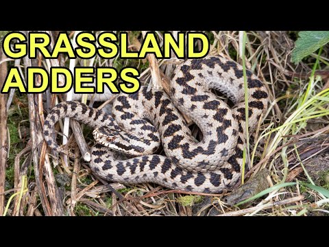 Adders on Grassland, England