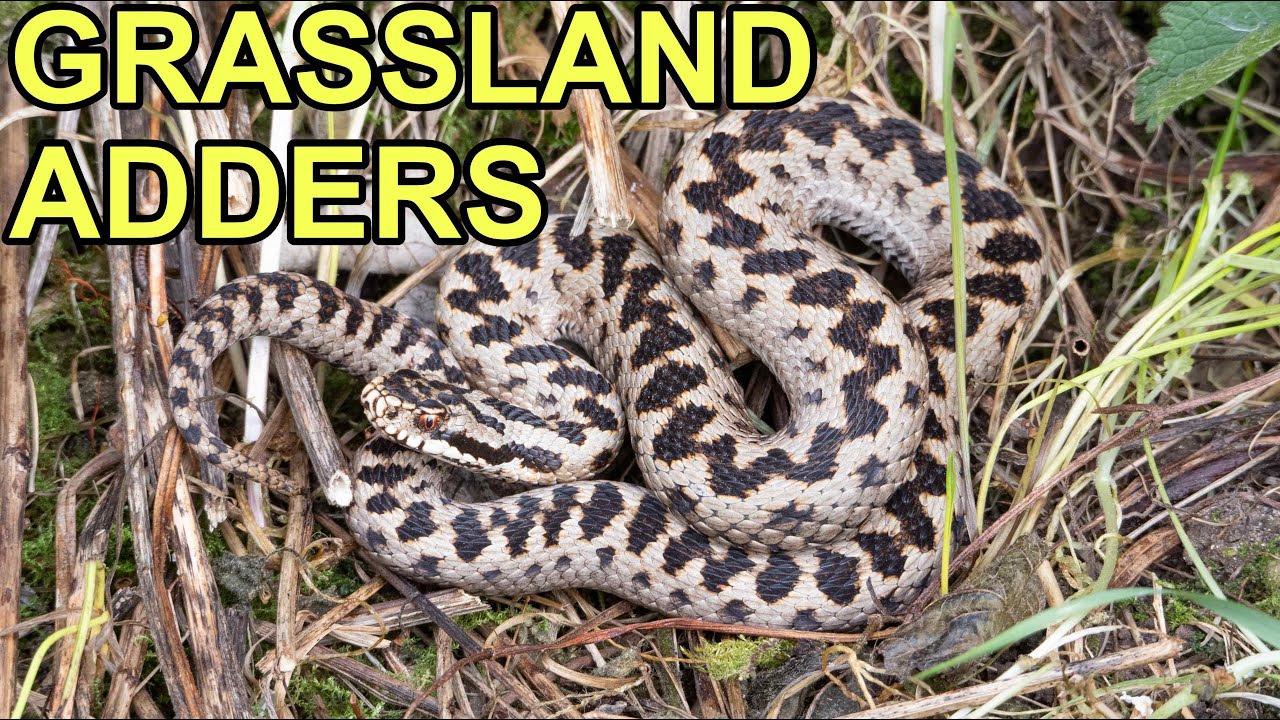 Adders On Grassland England YouTube Adders On Grassland England YouTube